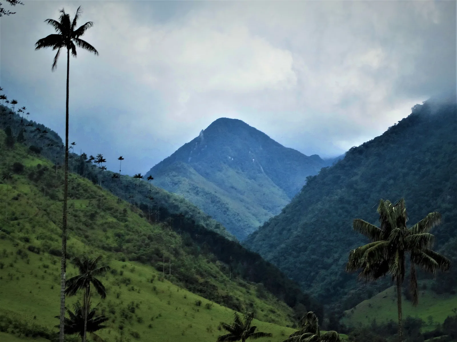 Valle del Cocora