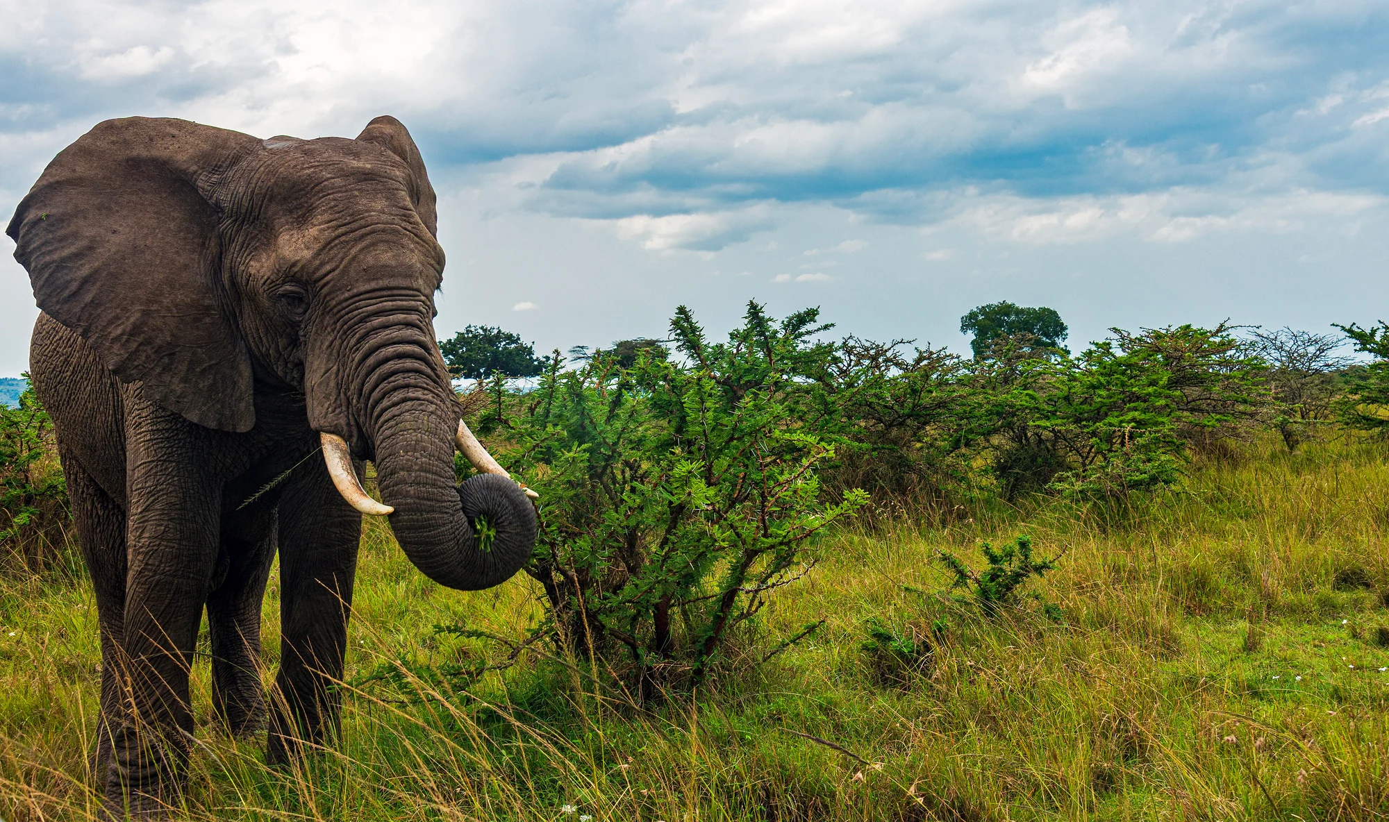 Elefante junto a un vehículo de safari, Mara Norte
